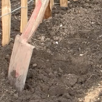 plante roser i bed plante roser i bed